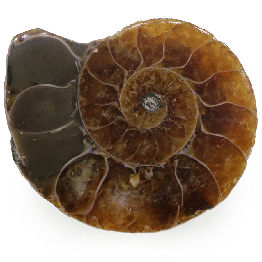 Амонит - Коричневый